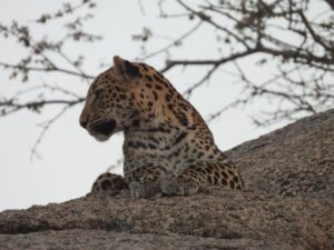 jawai master safari21